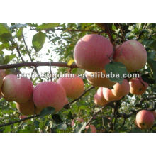 new crop fresh Fuji apple